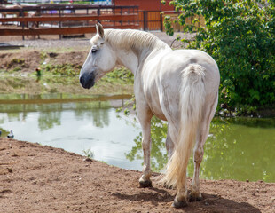 A white horse is standing in front of a body of water