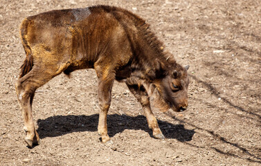 A baby bison runs in the zoo