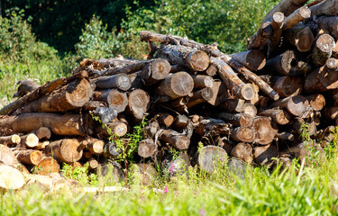 A pile of wood logs in a field