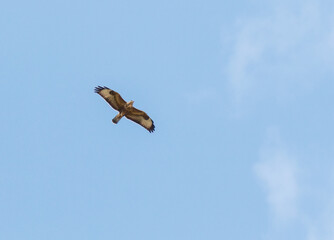 A bird is flying in the sky