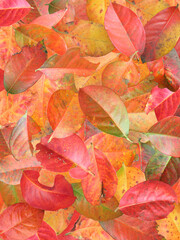 An illustration of a pile of fallen bay leaves