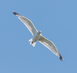 A white bird is flying in the sky