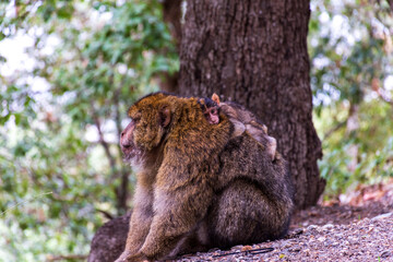 Close-up of a monkey sitting on the ground in the forest.