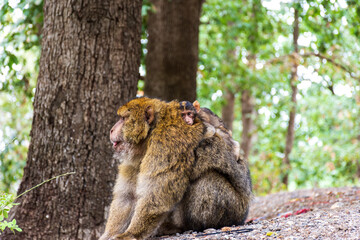 Close-up of a monkey sitting on the ground in the forest.