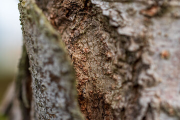 木の樹皮クローズアップ4