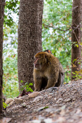 Close-up of a monkey sitting on the ground in the forest.