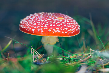 Mature Amanita Muscaria, Known as the Fly Agaric or Fly Amanita: Healing and Medicinal Mushroom with Red Cap Growing in Forest. Can Be Used for Micro Dosing, Spiritual Practices and Shaman Rituals