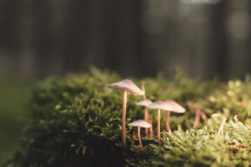 Pilz - Whild Mushrooms outdoors in the forest in autumn - High quality photo	
