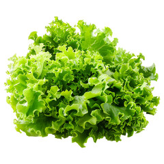 Obraz premium Fresh Green Leafy Lettuce Isolated Background