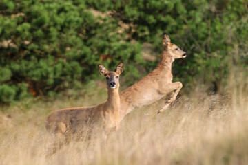 Jumping deer