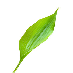 Single Green Leaf Isolated Black Background