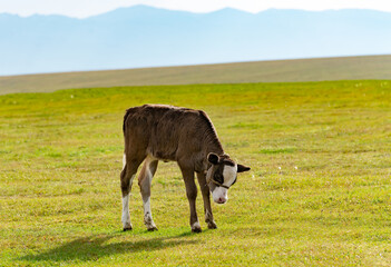 A butting calf. A small brown calf stands alone in a yellow-green steppe pasture, with its head tilted as if it wants to butt heads. His horns haven't grown yet. Mountains and sky are visible beyond t