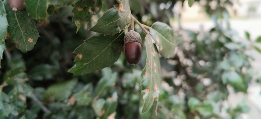 This image shows a closeup view of a single acorn resting on a tree branch, highlighting the...