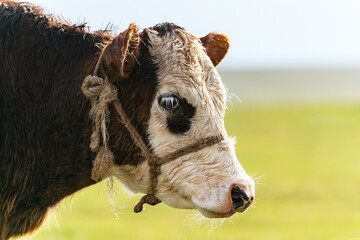 Portrait of a calf's head with wet fur in close-up. There is a halter made of rope on the muzzle.