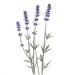 Naklejka premium Lavender Flower Silhouette, Illustration Isolated On White Background