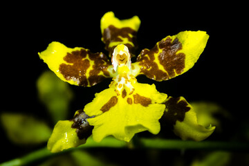 Blossom of Yellow Oncidium