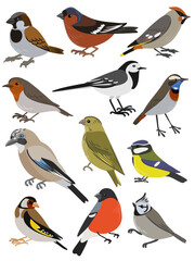 vector drawing european birds, hand drawn illustration, set of isolated nature design elements