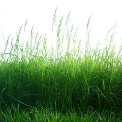Tall Grass Isolated