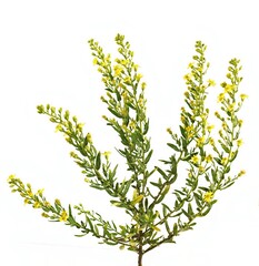 Yellow-flowering Dittrichia viscosa isolated on white background