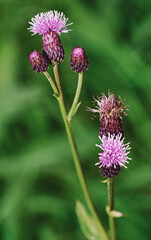 This is an exquisite closeup photograph showcasing a striking purple flower prominently displayed against a lush green background