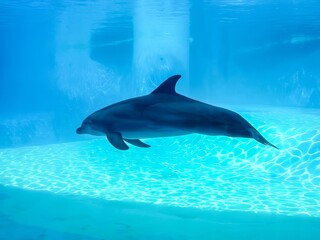 A dolphin is gracefully swimming in a large and spacious tank filled with clear water, showcasing its agility and playful nature