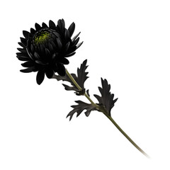 Obraz premium A black chrysanthemum