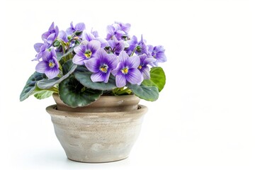 Naklejka premium African Violets (Saintpaulia ionantha) in Flowerpot Closeup, African Violets Macro House Plant