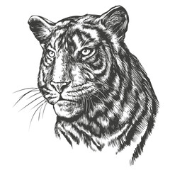animal tiger, a large predatory cat, , hand drawn vector illustration realistic sketch
