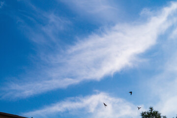 Landscape: A background of blue sky with blurred particles of clouds or other components in the upper atmosphere flowing in the wind. Displacement, the passage of time, abstract manifestations