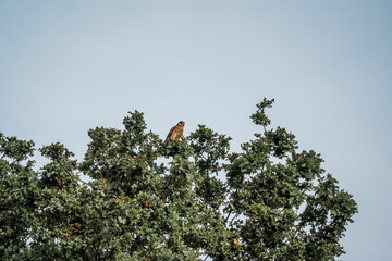 kestrel bird in tree waiting