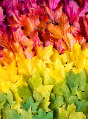Autumn natural background from maple leaves