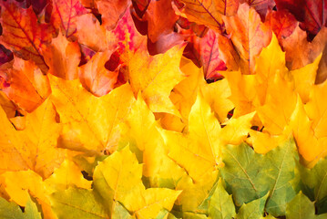 Autumn natural background from maple leaves