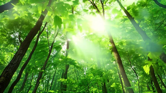 Sunlight beams through the leaves of a dense green forest canopy, Sunlight filtering through a canopy of green