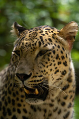 Anatolian leopard (Panthera pardus tulliana), also called Persian leopard and Caucasian leopard, portrait of a large adult male.