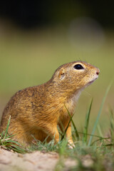 European ground squirrel (Spermophilus citellus), also known as the European ground squirrel, portrait of a small rodent in its natural habitat.