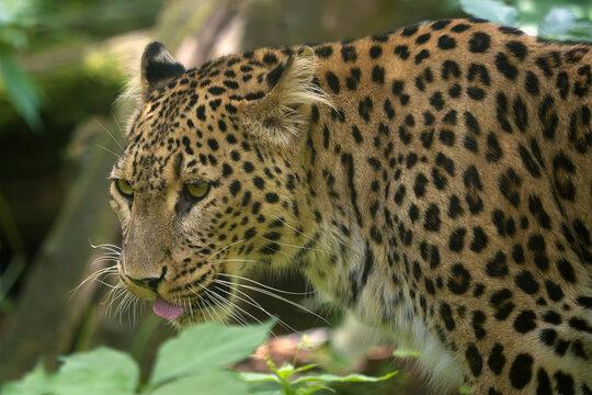 Anatolian leopard (Panthera pardus tulliana), also called Persian leopard and Caucasian leopard, adult female with tongue sticking out.