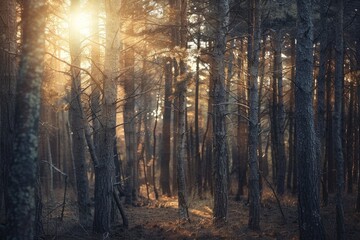 Obraz premium Sunlight Streaming Through a Forest Canopy. AI generative