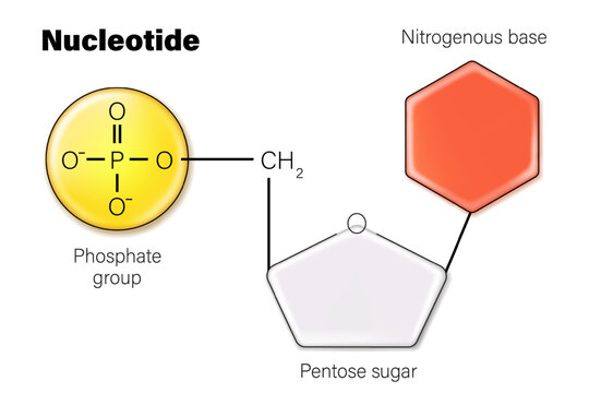 DNA nucleotide. DNA structure. Deoxyribonucleic acids. Nitrogenous base (Thymine, Adenine, Cytosine or Guanine), Sugar (deoxyribose) and Phosphate group.  