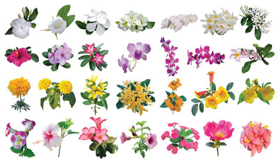 all flowers isolate background, set of flowers.