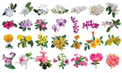 all flowers isolate background, set of flowers.