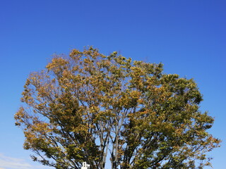 秋の空と、ケヤキ Autumn sky and a zelkova tree