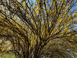 A beautiful and vibrant tree covered in an abundance of bright yellow flowers, creating a stunning visual display in nature