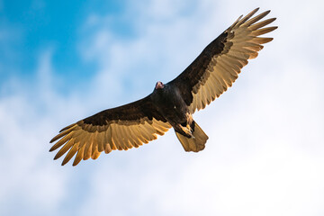 Flying turkey vulture (Cathartes aura) with a damaged wing flies in the blue sky. 