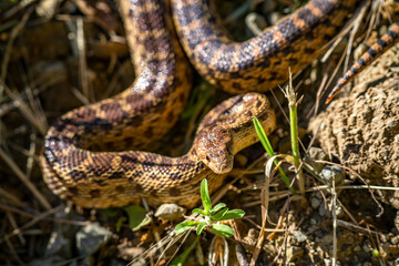 Close-up of Pacific gopher snake (Pituophis catenifer catenifer)