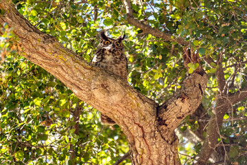 The great horned owl (Bubo virginianus) resting in tree.