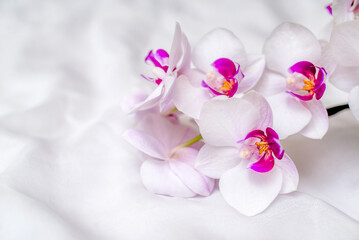 The branch of white orchids on white fabric background
