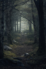 Fototapeta premium Mysterious forest path disappearing into the mist, shrouded in an ethereal glow.