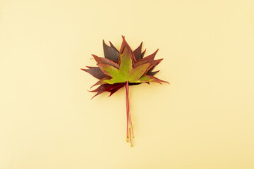 Staking maple leaves on top of each other on bright yellow background. Minimum autumn changing colors concept.