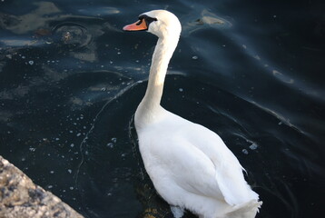 Italy, city, street, people, holiday, carnival, architecture, buildings, hotel, park, travel, vacation, attractions, antiquity, monument, sea, temple, church, religion, trees, park, grass, horizon