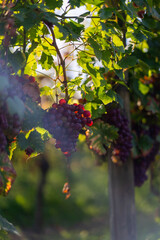 Fototapeta premium Ein reifes Traubenbündel hängt an einem Weinstock im Sonnenlicht. Die tiefroten Trauben leuchten zwischen dem dichten grünen Laub in einem ruhigen Weinberg, bereit für die Ernte.